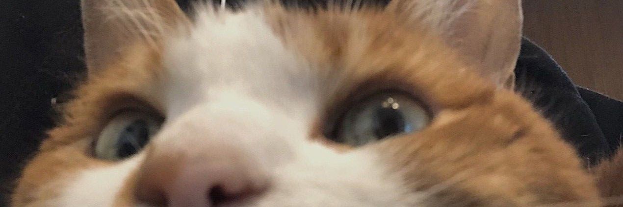 ruminaph's profile banner image