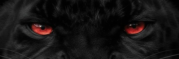 Zoe banner