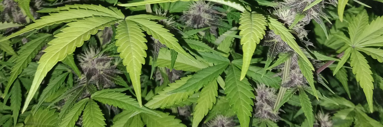 GrowerThe31925's profile banner image