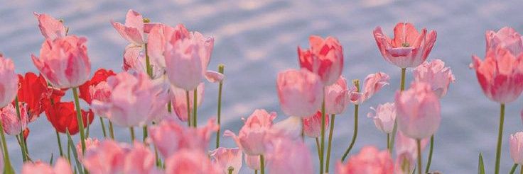 _Charly_11's profile banner image