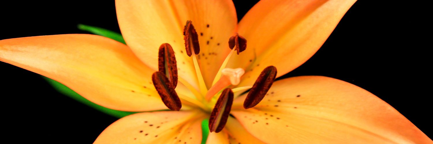 Kevin de Borst banner