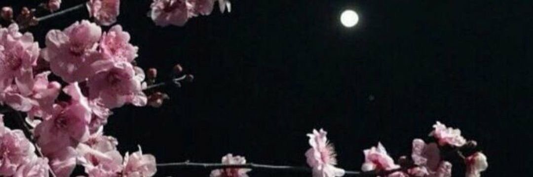 sara ༊*·˚ banner