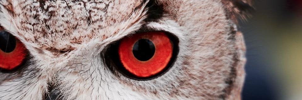 lroseen's profile banner image