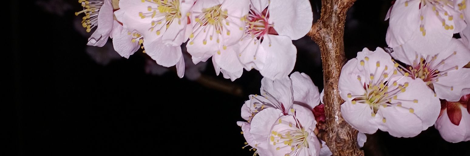 梅 banner