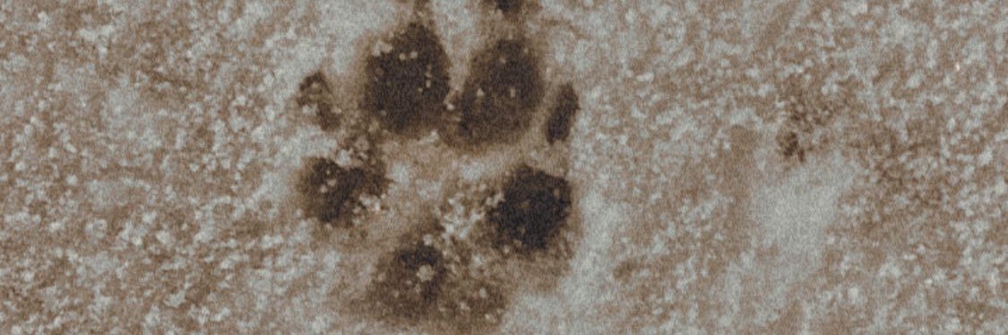 𝕤𝕦𝕫𝕦𝕜𝕚. banner