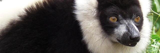 dleuck's profile banner image