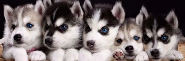 huskylovers_hub Profile Banner