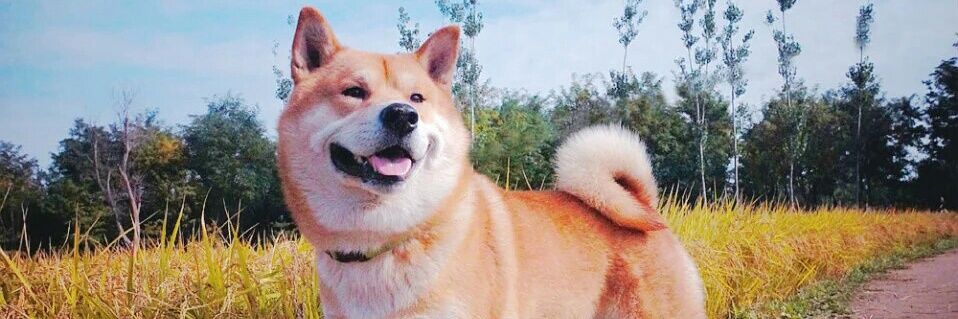 yushiteki's profile banner image