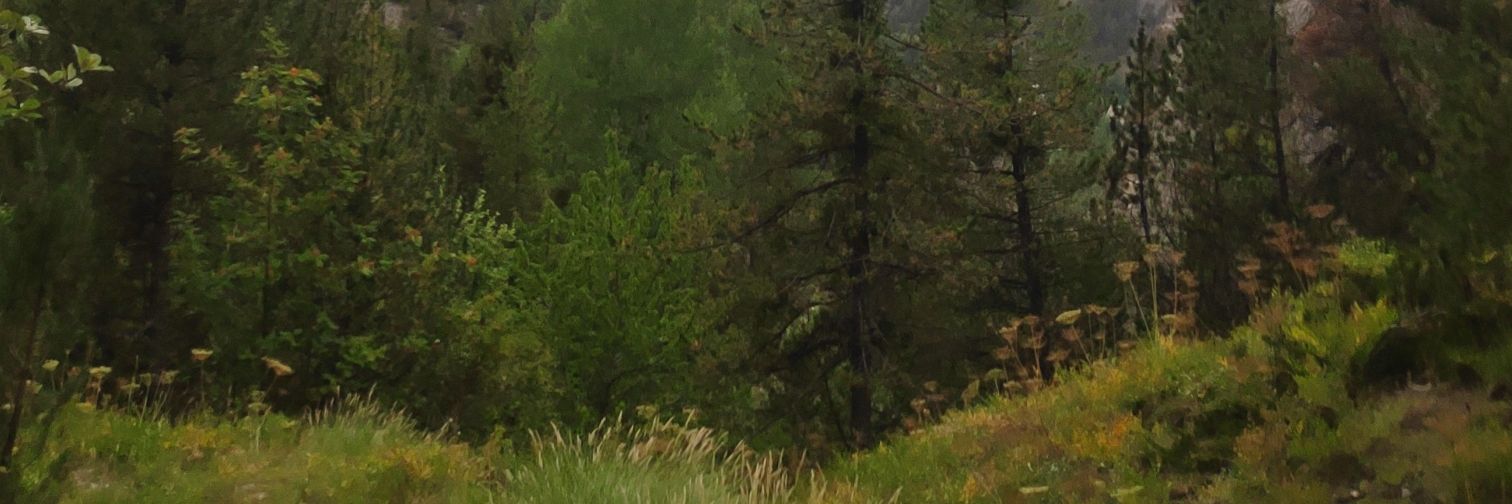 zeerobug banner