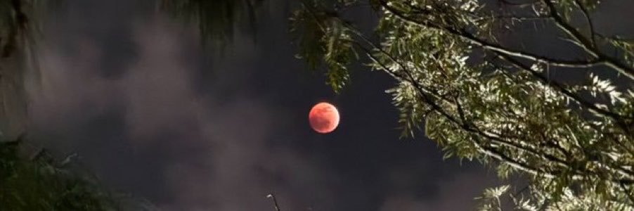 nova_noir1's profile banner image