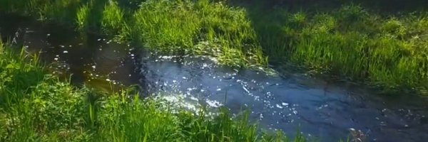 squid_bees Profile Banner