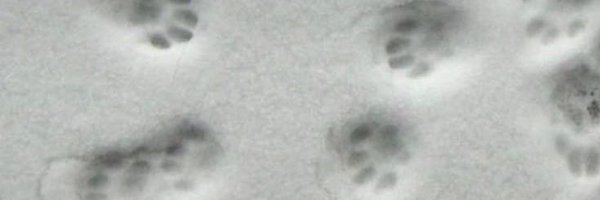 jellyfmeows Profile Banner