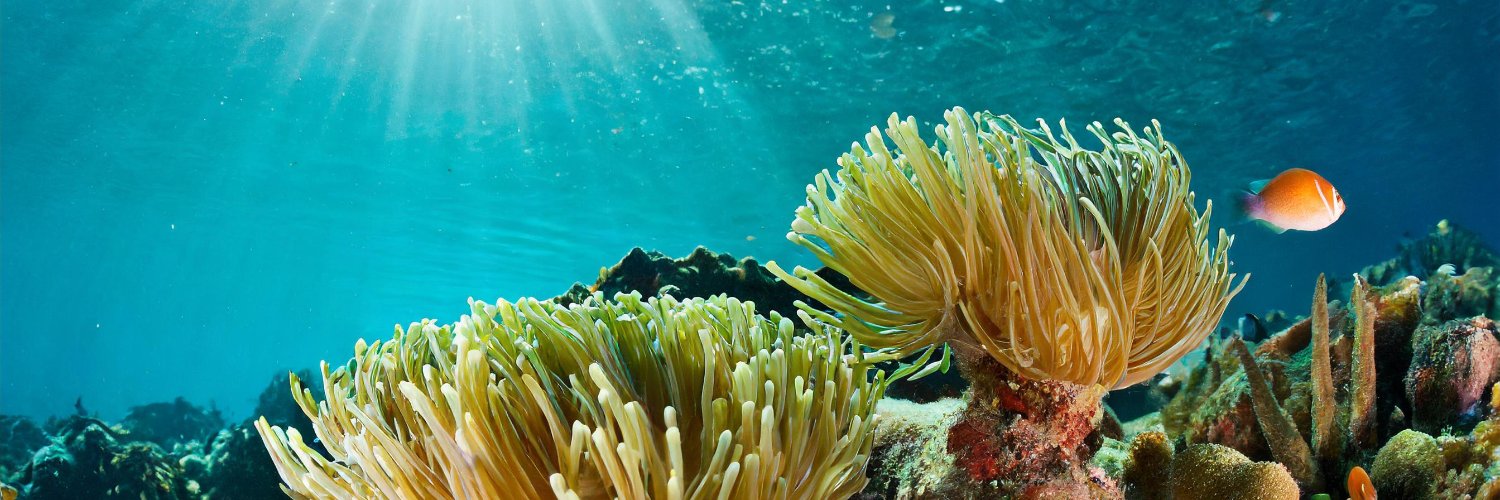 Diana Krasnova banner