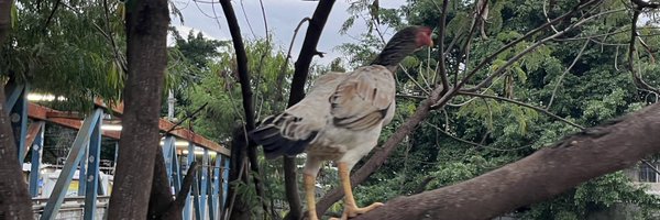 ricksantrj Profile Banner