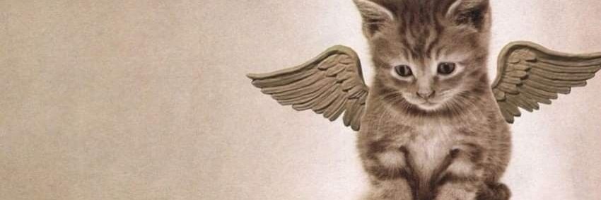 bemafrenn's profile banner image