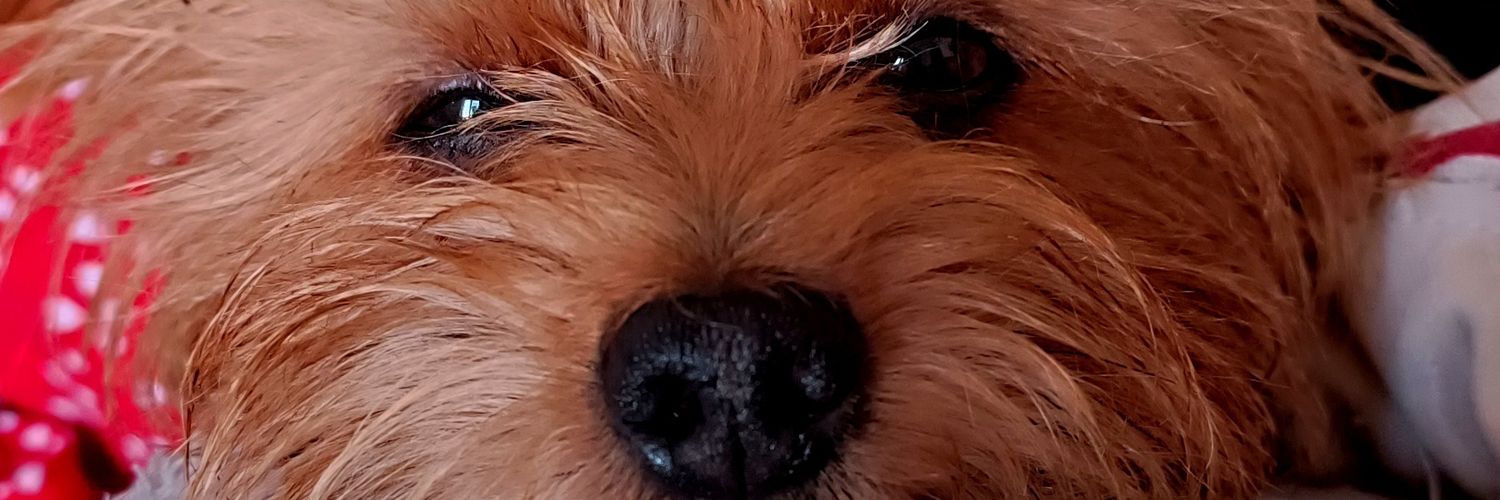 fulanitaperdida's profile banner image