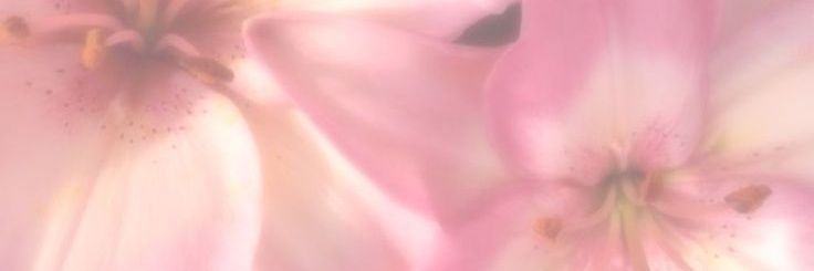 Firrr banner
