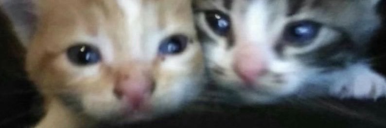 cccccjhrrr's profile banner image