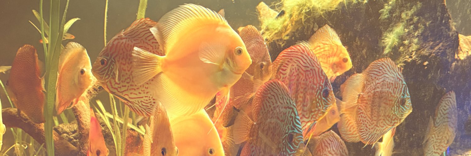 Felipaaa🩶 banner