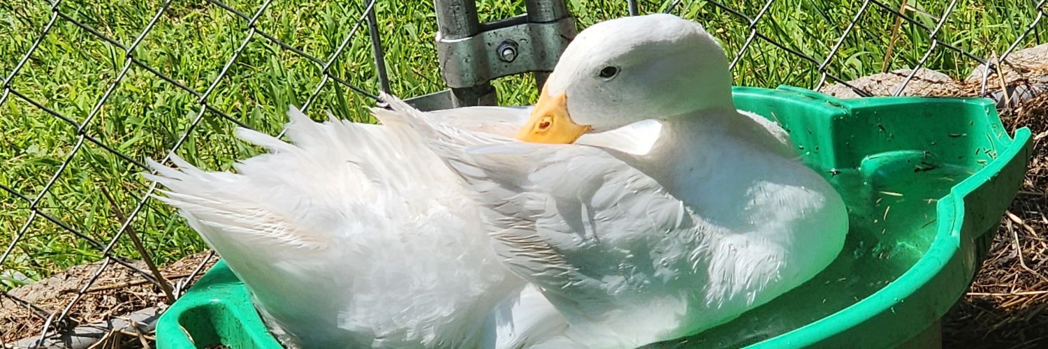 activepassivity's profile banner image