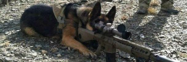 🐾CliffDaShep🐾 banner