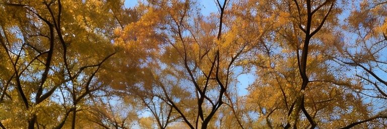 Lassienico's profile banner image