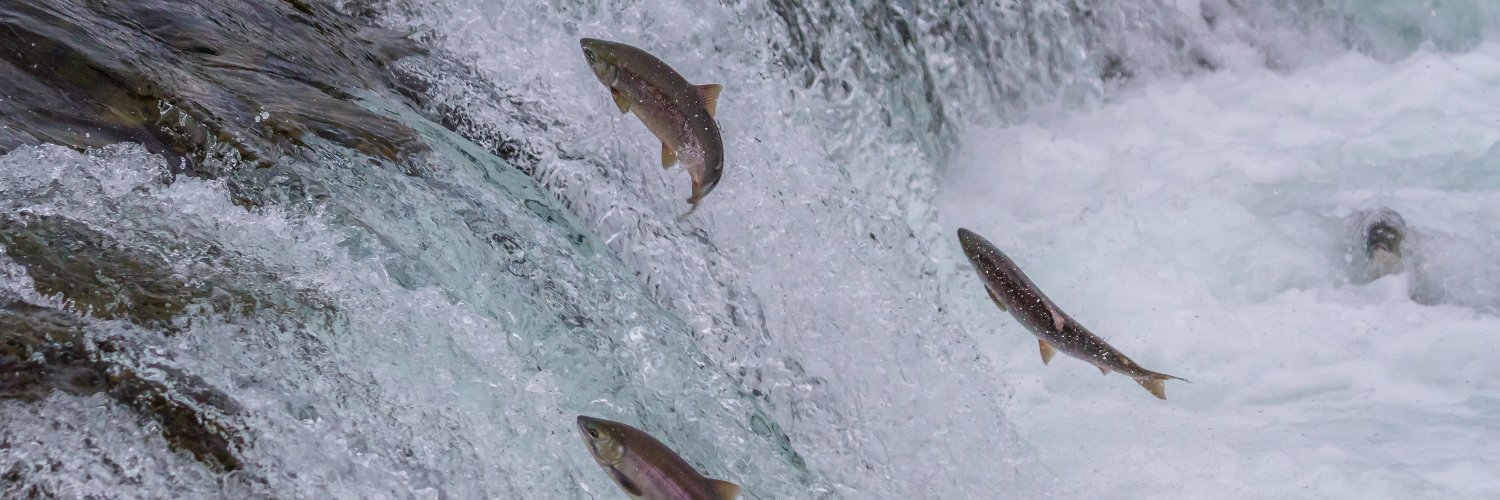 Salmon_Syn's profile banner image
