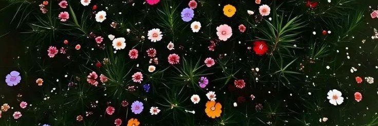 ceren𐙚⋆°🦢｡⋆♡ banner