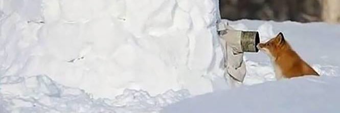 nellsonvp's profile banner image