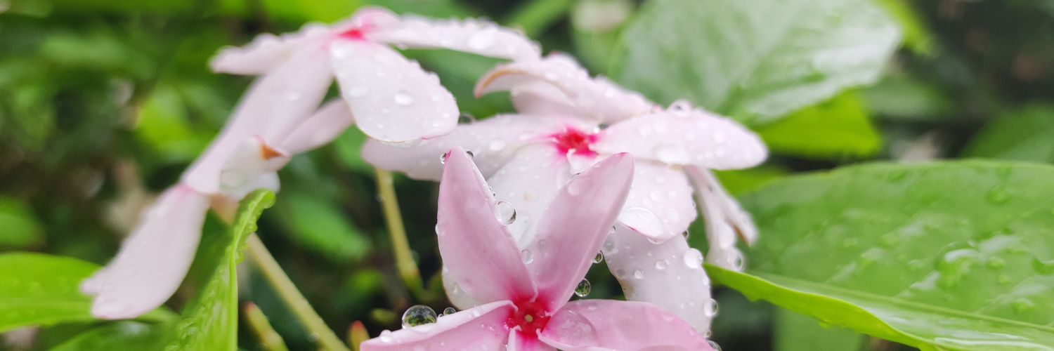 Preawwwa4768's profile banner image