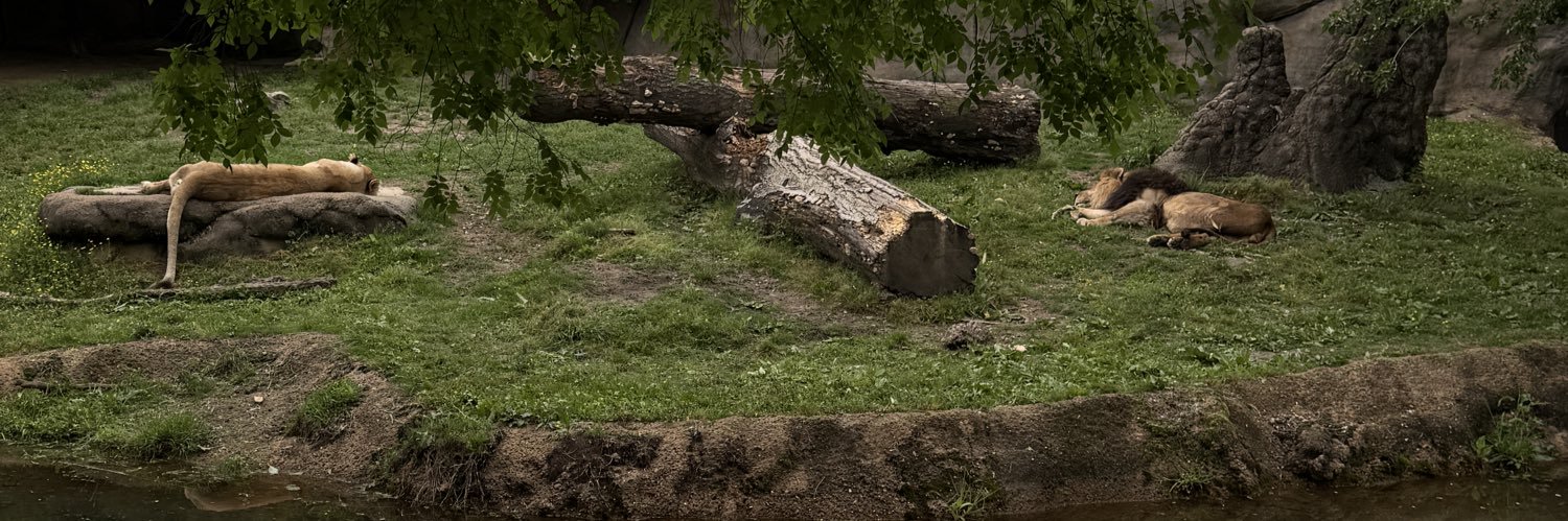 Chantlen Everett banner