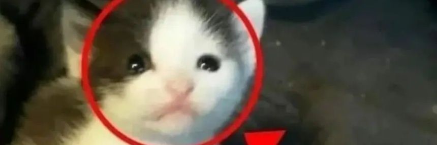 Mellsgone's profile banner image