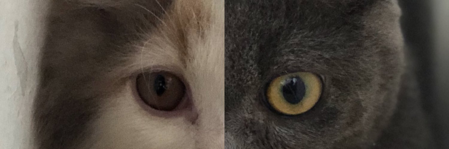 jessdnglsn's profile banner image