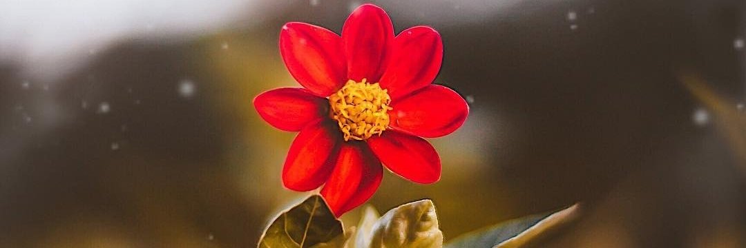 🇹🇷 Nazlı☘️ banner