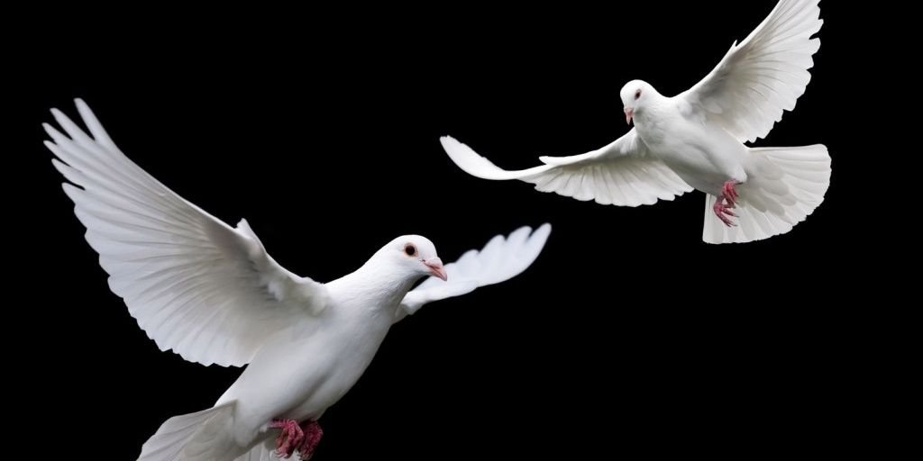 Katrina Lloyd banner