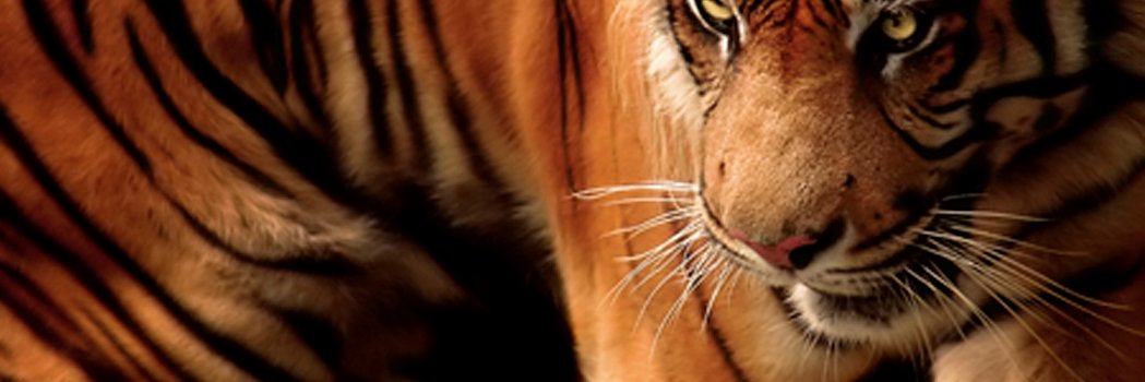 Kirk Carpenter banner