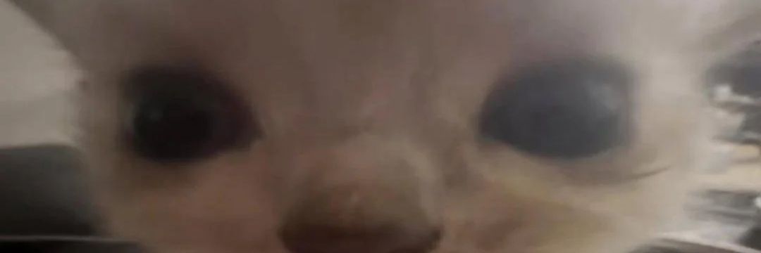 Moggus banner