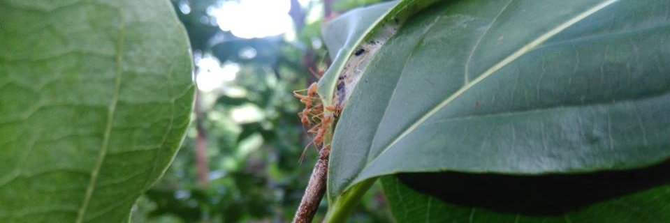 Vinisha Singh Basnet banner