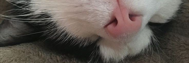 1bab_ycat's profile banner image