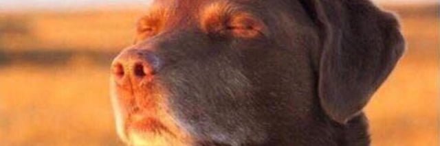 puchiOh_'s profile banner image