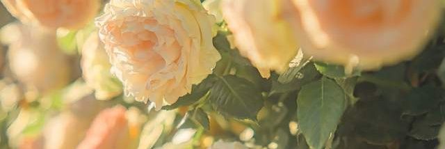 an_mo29334's profile banner image