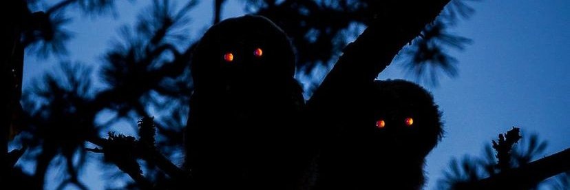 tillnextyear's profile banner image
