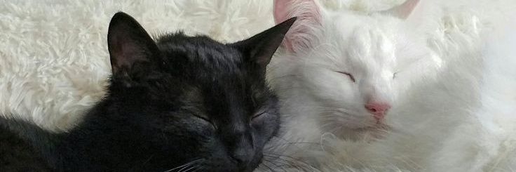 ' banner