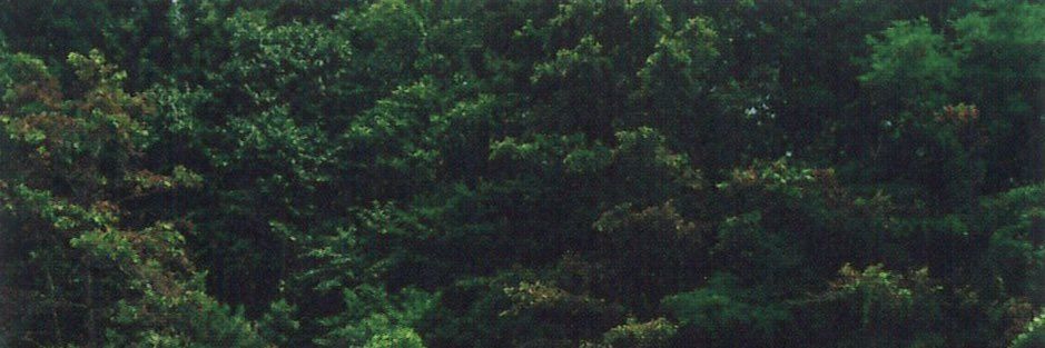 brisbeane's profile banner image
