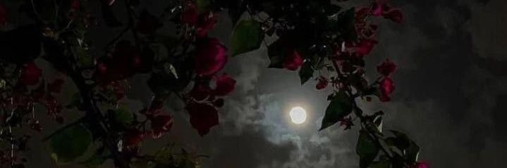 Alanokhj's profile banner image