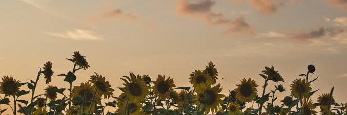 🐩 banner