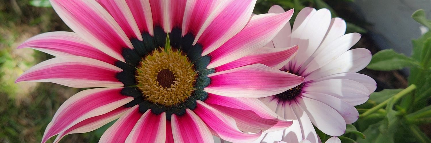 Daniela_ilama's profile banner image