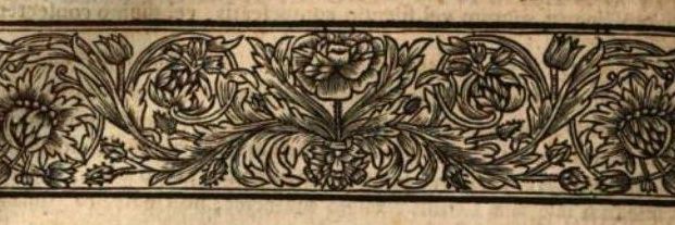 roni 🐾🦊 banner