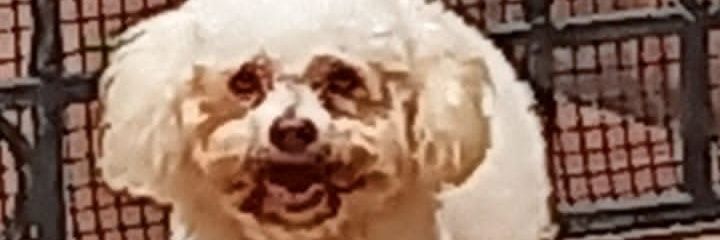 VainillaConArequipe banner