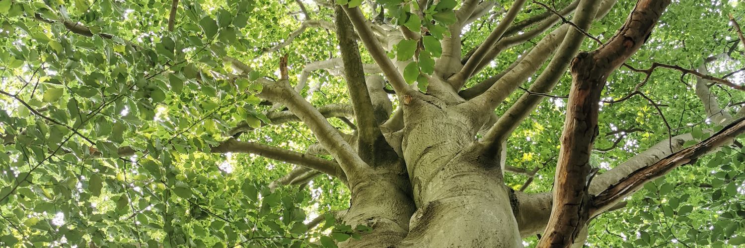 Debbie Dussel debdus @ masto don. education banner